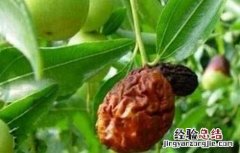 冬枣缩果病如何防治 冬枣缩果病的防治技术