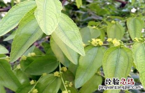 枣树开花不结果的原因是 枣树开花不结果的原因