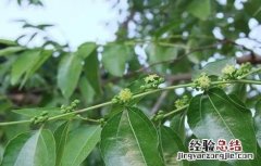 枣树开花不结果的原因是 枣树开花不结果的原因