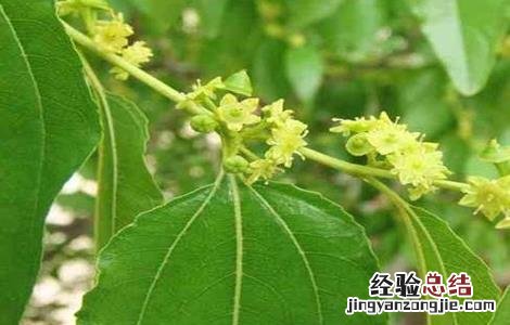 枣树开花不结果的原因是 枣树开花不结果的原因