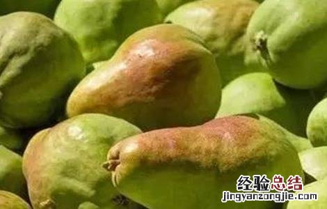 西洋梨的栽培技术 西洋梨的种植技术