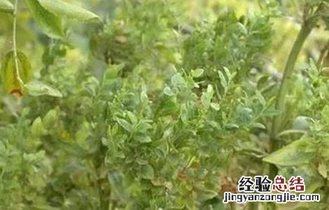 枣树的枣疯病的病因及防治方法 枣树枣疯病的防治措施