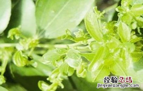 枣树的枣疯病的病因及防治方法 枣树枣疯病的防治措施