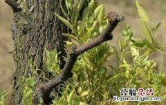枣树的枣疯病的病因及防治方法 枣树枣疯病的防治措施