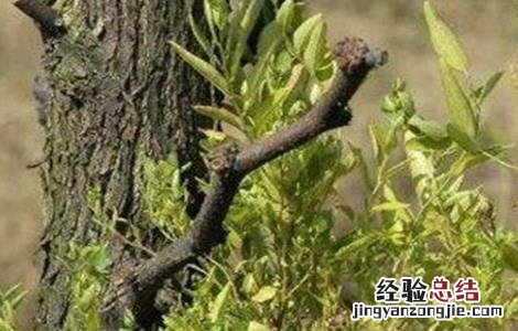 枣树的枣疯病的病因及防治方法 枣树枣疯病的防治措施