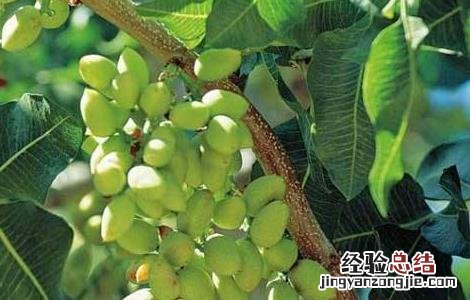 开心果树适合哪里种植 开心果树适合哪里种植农村种什么水果最好