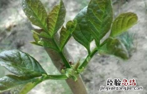 开心果树适合哪里种植 开心果树适合哪里种植农村种什么水果最好