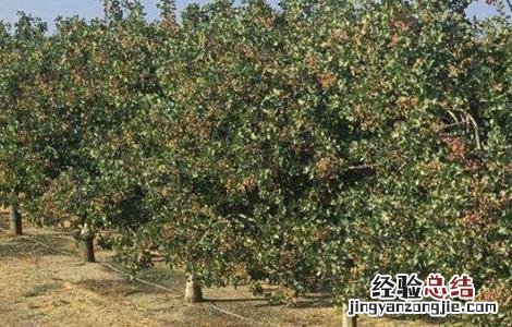 开心果树适合哪里种植 开心果树适合哪里种植农村种什么水果最好