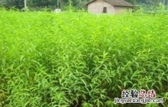 果树苗木的实用繁殖方法 果树苗木繁殖方法有哪些