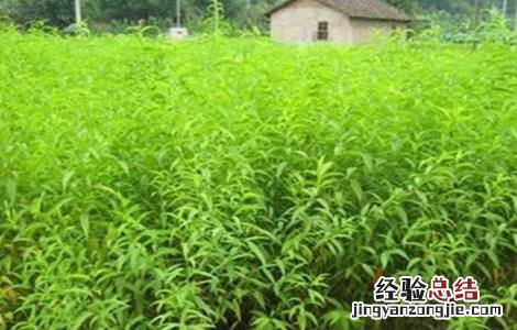 果树苗木的实用繁殖方法 果树苗木繁殖方法有哪些