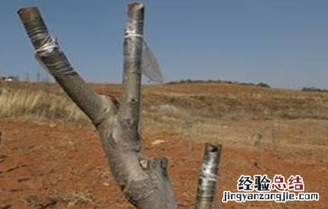 果树苗木的实用繁殖方法 果树苗木繁殖方法有哪些