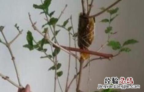 果树苗木的实用繁殖方法 果树苗木繁殖方法有哪些