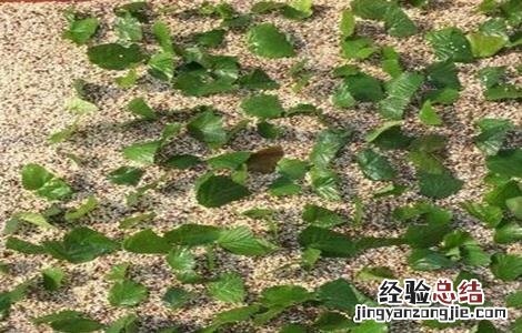 榛子树苗什么时候栽 榛子树苗什么时候栽镇子树在河北石家庄能栽吗