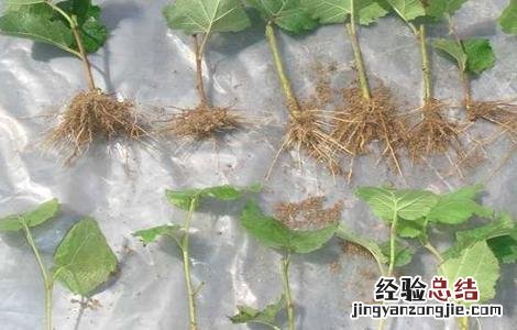 榛子树苗什么时候栽 榛子树苗什么时候栽镇子树在河北石家庄能栽吗