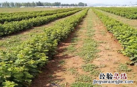 榛子树苗什么时候栽 榛子树苗什么时候栽镇子树在河北石家庄能栽吗