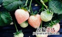 用草莓如何种草莓种子 用草莓如何种草莓