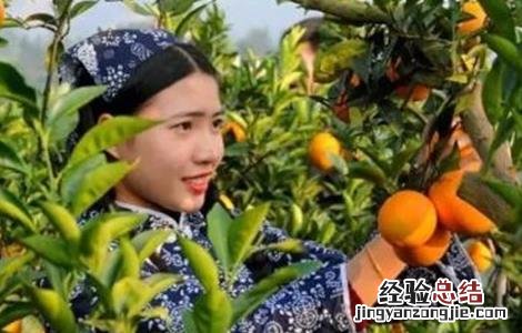 脐橙疏果时间及方法 脐橙多久熟