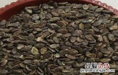西瓜种子怎么发芽视频 西瓜种子怎么发芽