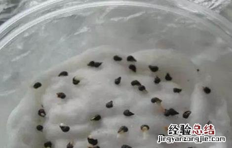 西瓜种子怎么发芽视频 西瓜种子怎么发芽