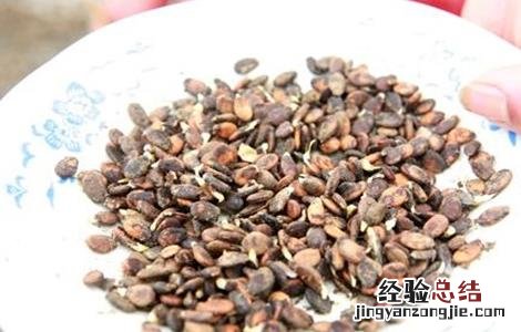 西瓜种子怎么发芽视频 西瓜种子怎么发芽