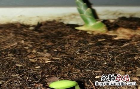 西瓜种子怎么发芽视频 西瓜种子怎么发芽