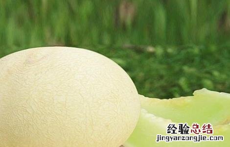 甜瓜常见品种 甜瓜常见品种介绍