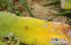 火龙果溃疡病防治 火龙果溃疡病防治技术专利