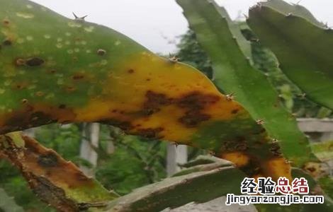 火龙果溃疡病防治 火龙果溃疡病防治技术专利