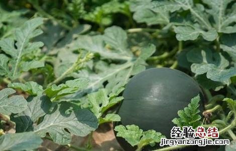 西瓜新品种 安生西瓜新品种