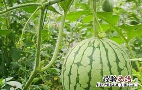 西瓜新品种 安生西瓜新品种