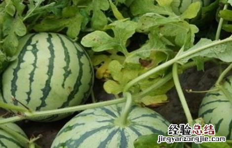 西瓜新品种 安生西瓜新品种