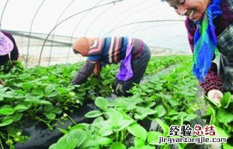 草莓疏花疏果技术 草莓疏花疏果技术视频