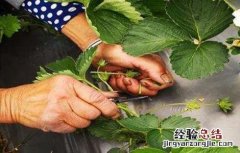 草莓疏花疏果技术 草莓疏花疏果技术视频