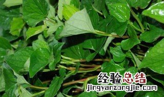 生鱼腥草作用及食用方法 生鱼腥草作用及食用方法禁忌