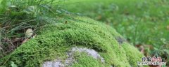 苔藓过冬春天能活吗 苔藓冬天死了春天会活吗