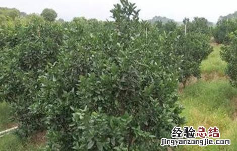 新树柑橘在什么时候控梢 柑橘树该怎么放梢