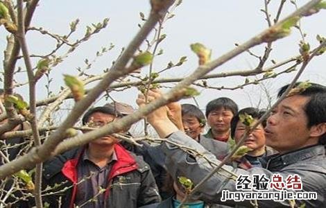 桑葚树用什么肥最好 桑葚树施肥方法