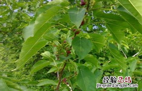 桑葚树用什么肥最好 桑葚树施肥方法