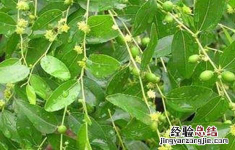 什么时间修剪枣树最好 枣树修剪时间和方法