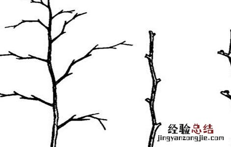 什么时间修剪枣树最好 枣树修剪时间和方法