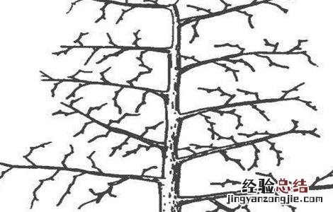 什么时间修剪枣树最好 枣树修剪时间和方法