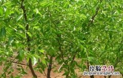 什么时间修剪枣树最好 枣树修剪时间和方法