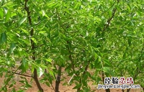 什么时间修剪枣树最好 枣树修剪时间和方法