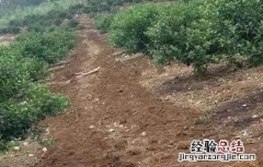 沃柑施肥管理技术 沃柑施肥方案