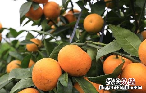 沃柑施肥管理技术 沃柑施肥方案