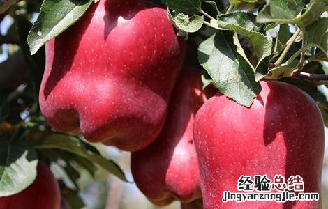 苹果好吃的品种 口感最好的苹果品种