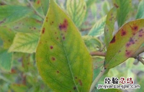 蓝莓常见病害原因分析及图解! 蓝莓常见的病毒性病害防治方法