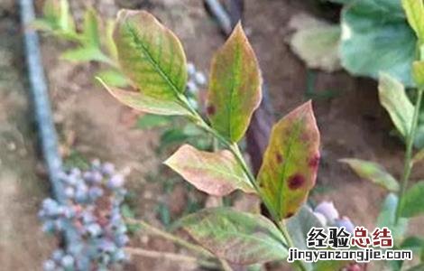 蓝莓常见病害原因分析及图解! 蓝莓常见的病毒性病害防治方法