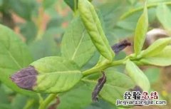 蓝莓常见病害原因分析及图解! 蓝莓常见的病毒性病害防治方法