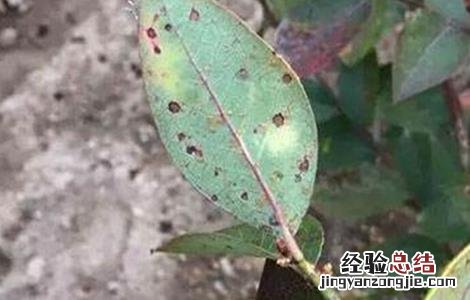 蓝莓常见病害原因分析及图解! 蓝莓常见的病毒性病害防治方法